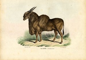 Eland, 1863-79 de Raimundo Petraroja